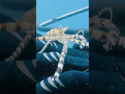 Nature’s Ultimate Impostor?!