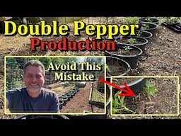 How to Plant Peppers and Double Production (The #1 Mistake to Avoid)