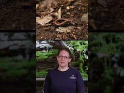 Virtual Keeper Talk: Shenandoah Salamanders