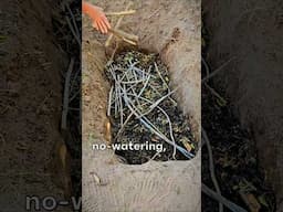 Mind-Blowing Drought Resistant, No Water Agriculture For The Desert! #facts #hack #satisfying