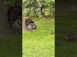 Animals Behaving Strangely #shorta