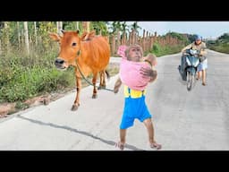 Super smart! Farmer CUTIS takes care of baby monkey in the most surprising and special way