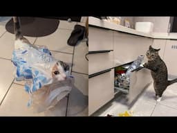 The Clumsiest Cats 😹 Funny Cats Videos 2025