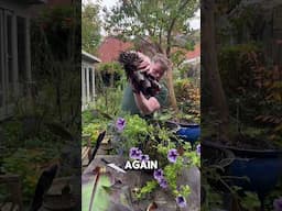 Red Banana Plant Winter Storage and Making More Plants