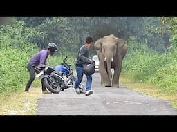 Are These The WORST Animals To Encounter In The Wild Ever