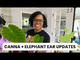 Elephant Ear Plant Update |  Canna Lily Tuber Update | Elephant Ear Plant Care | When to Move Out