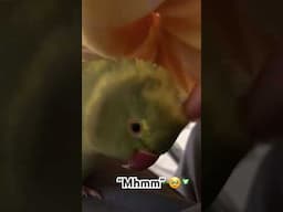 Mommy knows best ❤️#parrot #birds #talkingparot #shorts #cute