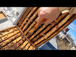 Spring Cleaning This Hive