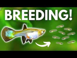 7 Hacks to Breed Guppies EASILY!