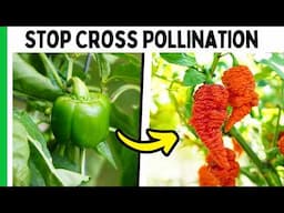 How To Keep Your Pepper Varieties Pure (Easy Method)