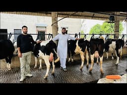 🛑Live🛑Sahib Dairy Farm :: Top quality HF breed :: Call-95180-55688
