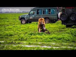 Why Do Most Predators Not Attack Humans?