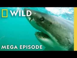 When Sharks Attack: Jaws of Terror | MEGA EPISODE | Nat Geo Animals