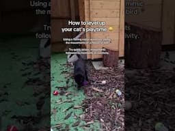 Enhance Your Cat's Playtime