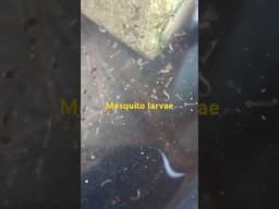 Mosquito Larvae