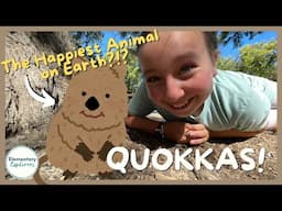 All About Quokkas! - Rottnest Island - Western Australia