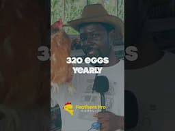 Each Layer Chicken Owes Me 320 Eggs and More #chicken #poultryfarm