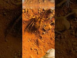 Ready or not, the 6 eyed sand spider is coming.