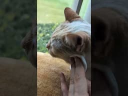 how to clean your cat's eyes & face that they don't hate 🐾😻 #rescuecats #lifewithcats #seniorcat