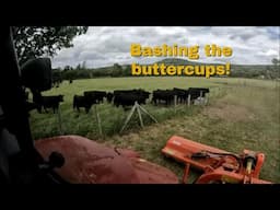 01/06/25  Its time to bash some Buttercups!