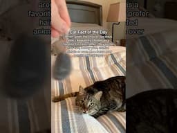 This is why cats DON’T like toy mice!