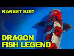 Is This the Rarest Dragon Koi Fish Ever? | Ki Kokuryu Koi