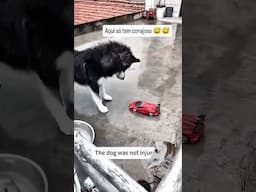 Só dog Valente 😂