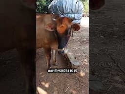 50000 രൂപ മുതൽ നല്ല ജേഴ്സി പശുക്കൾ | 30 ലിറ്റർ പാൽ കിട്ടുന്ന കൃഷ്ണഗിരി പശുക്കൾ വാങ്ങാം#dairy #cow