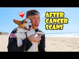 Celebrating My Corgi's Cancer Scan Results || Life After College: Ep. 793