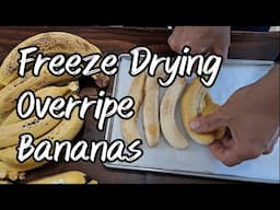 Freeze Drying Overripe Bananas