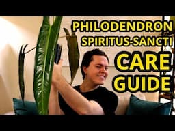 Philodendron Spiritus-sancti Full In-Depth Care Guide