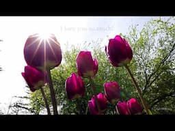 TULIPS FOR MOM