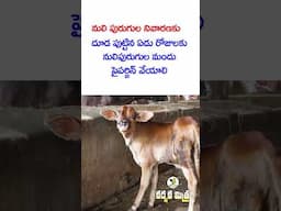 దూడల్లో నట్టల నివారణకు ఇలా చెయ్యండి || Parasite Control in Calves || Karshaka Mitra #Shorts #dairy