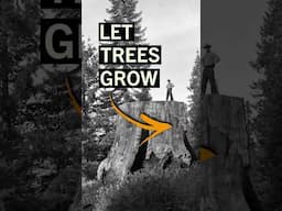 the simple logging fix to help the climate