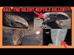How To SAVE Your REPTILE From GAS The SILENT LIZARD KILLER!!!