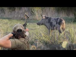 Bow Hunting Wild Hogs WESTERN STYLE | 2 Perfect Shots!
