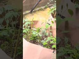 Green House Peek A Boo #gardening #garden #growyourownfood
