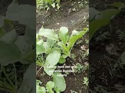 sekilas hasil dari Unit Pertanian BumDes Jokarto
