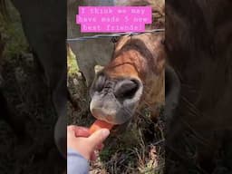 Service dog meets horses