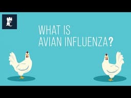 Avian Flu, what a poultry keeper needs to know | School of Veterinary Medicine and Science