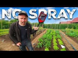 My Bug Free Garden (No Sprays)