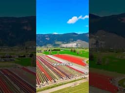 Touring the most Innovative Tulip Farm