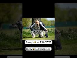 Buzzy 🐝 Show Dog at ESA 2025 #showdog #englishsetter