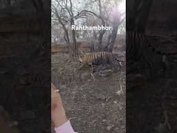 #travel #tiger #wildlife #ranthambore #ranthamboresafari #ranthamboretigerreserve #nationalpark