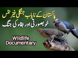 Wild Pheasants of Pakistan - The Beauty and Struggle for Existence | Wildlife of Pakistan