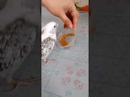 Cute Bird