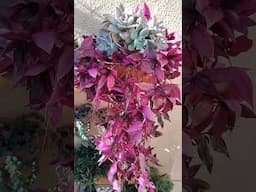 Suculentas com Lambari Roxo  #plantasdecasa #suculentas #jardimcomarte #gardenlove #jardinagem