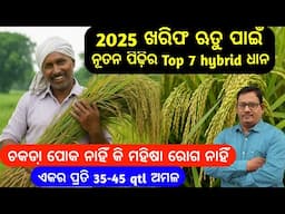 Hybrid Paddy Cultivation 2025 ଖରିଫ ପାଇଁ ନୂତନ ପିଢ଼ି ର hybrid ଧାନ 35-45qtl ଅମଳ