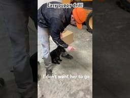 Easy puppy drill! #puppy #puppytraining #puppyfeeding #dogtraining #gundogtraining #dogs #hunting