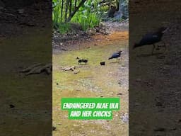 spotted some #endangered #birds on my morning walk